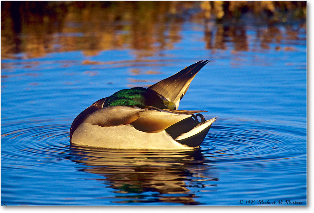 MallardPreening_ChincoNWR_1999Oct_F02 copy