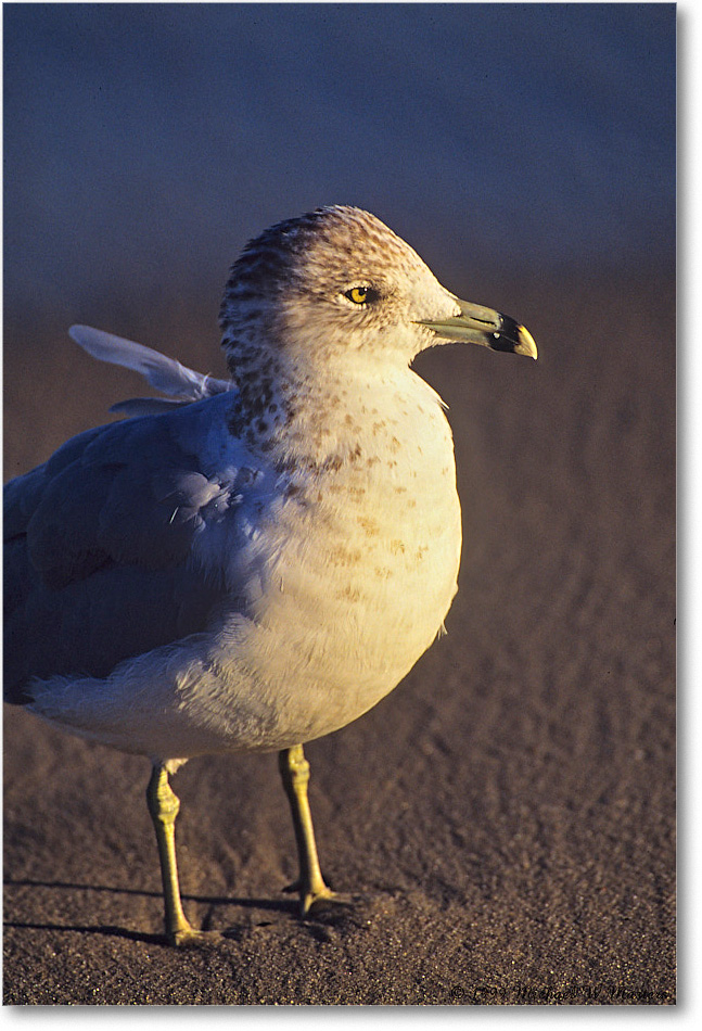 RingBillGull_ChincoNWR_1999Oct_E10 copy