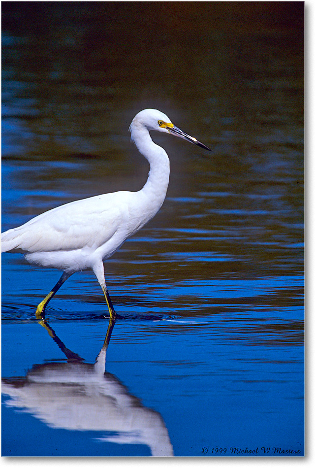 Snowy_ChincoNWR-SC_1998Jun_E36 copy
