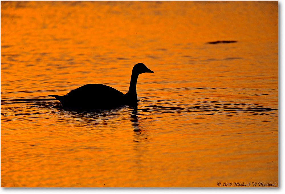 CanadaGooseSilhouetteSwanCove_ChincoNWR_2000Jun_E27 copy