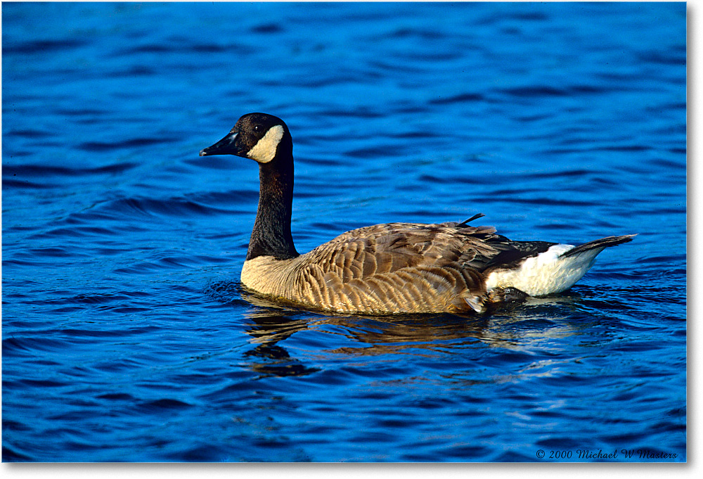 CanadaGoose_ChincoNWR_2000Jun_K04 copy