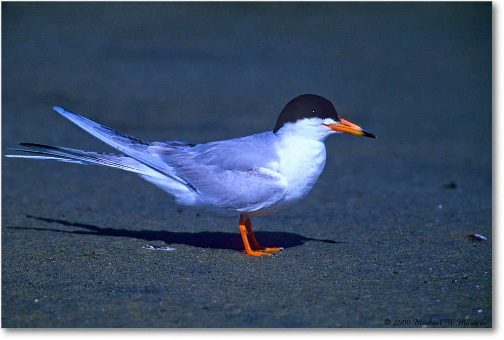 ForstersTern_ChincoNWR_2000Jun_F14 copy