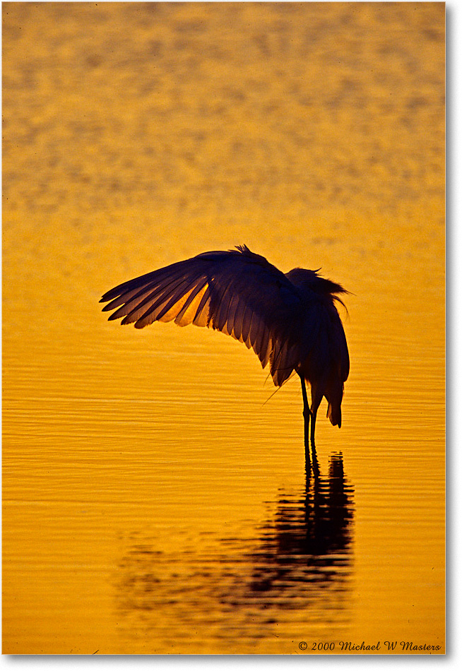 GreatEgreSilhouettet_ChincoNWR-SC_2000Jun_E36 copy