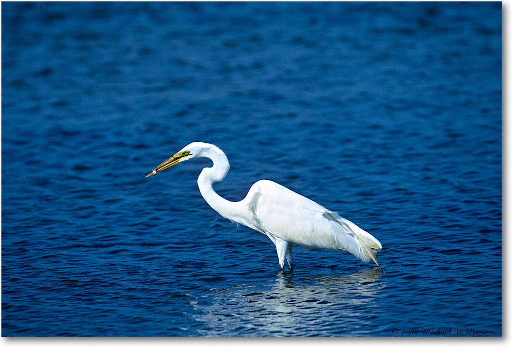 GreatEgret&Fish_ChincoNWR_2000Jun_K20 copy