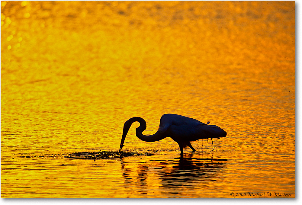 GreatEgretFishSilhouetteSwanCove_ChincoNWR_2000Jun_K18 copy