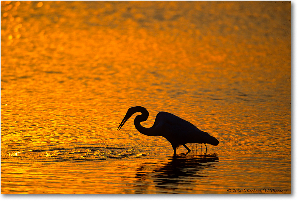 GreatEgretFishSilhouetteSwanCove_ChincoNWR_2000Jun_K20 copy