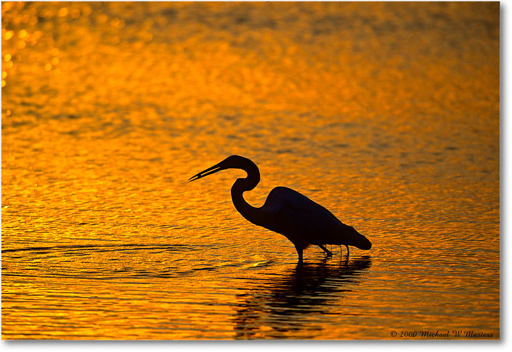 GreatEgretFishSilhouetteSwanCove_ChincoNWR_2000Jun_K23 copy