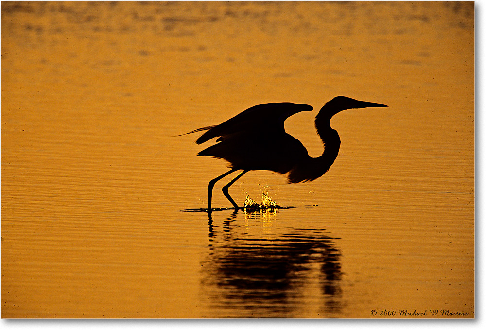 GreatEgretSilhouetteSwanCove_ChincoNWR_2000Jun_E08 copy