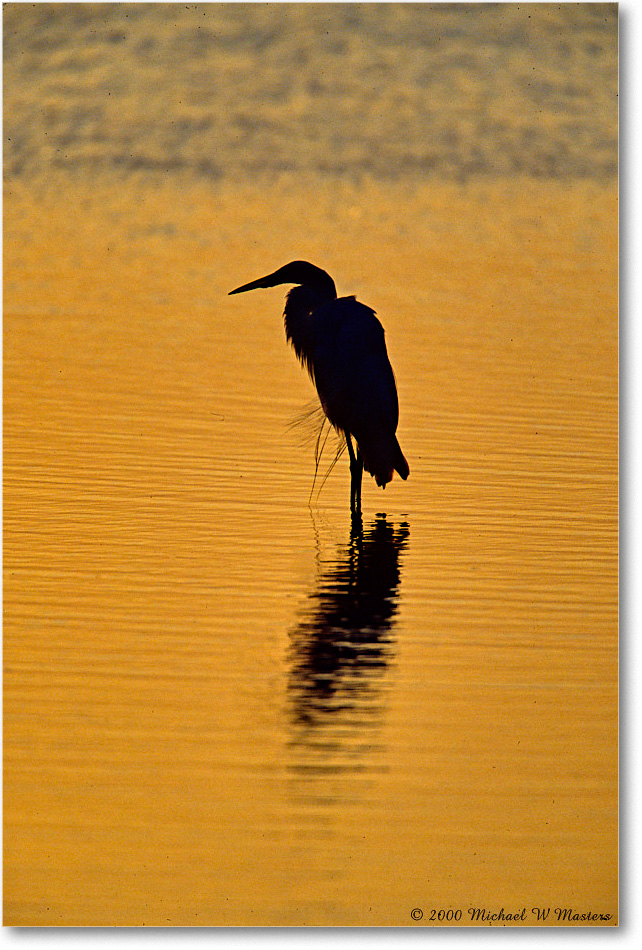 GreatEgretSilhouetteSwanCove_ChincoNWR_2000Jun_E10 copy