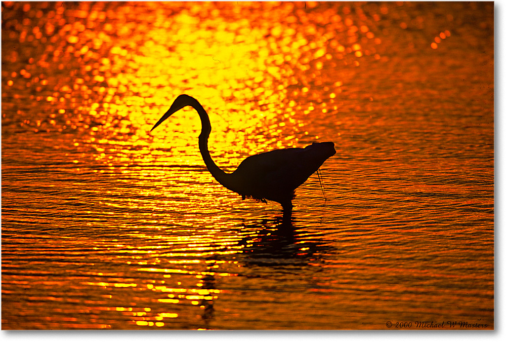 GreatEgretSilhouetteSwanCove_ChincoNWR_2000Jun_K20 copy