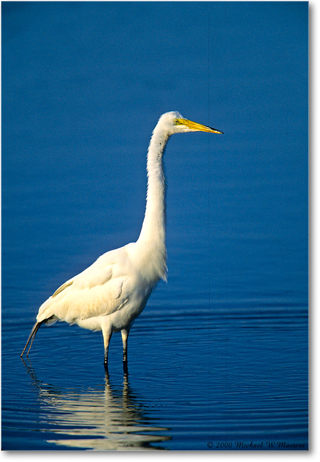 GreatEgret_ChincoNWR_2000Jun_E06 copy