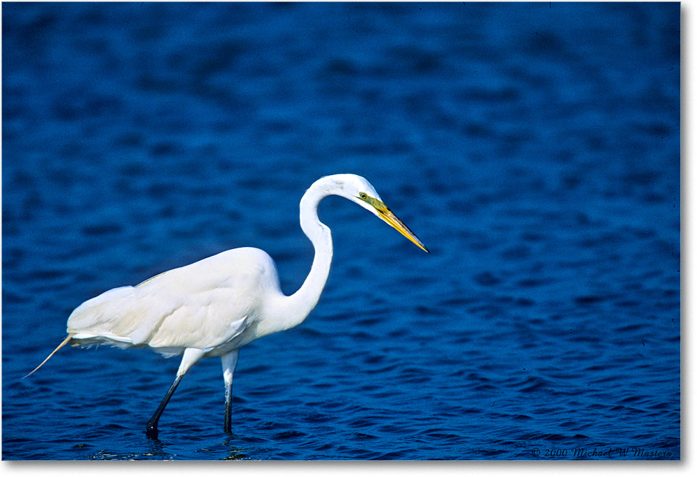 GreatEgret_ChincoNWR_2000Jun_K32 copy