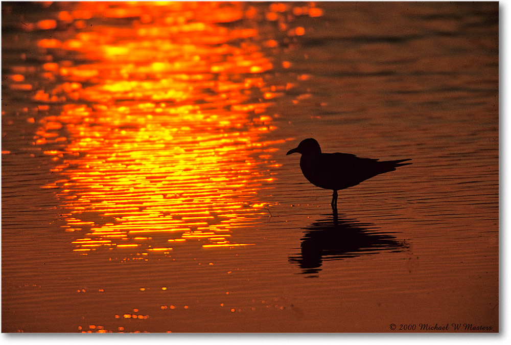 GullSilhouetteSwanCove_ChincoNWR_2000Jun_K06 copy