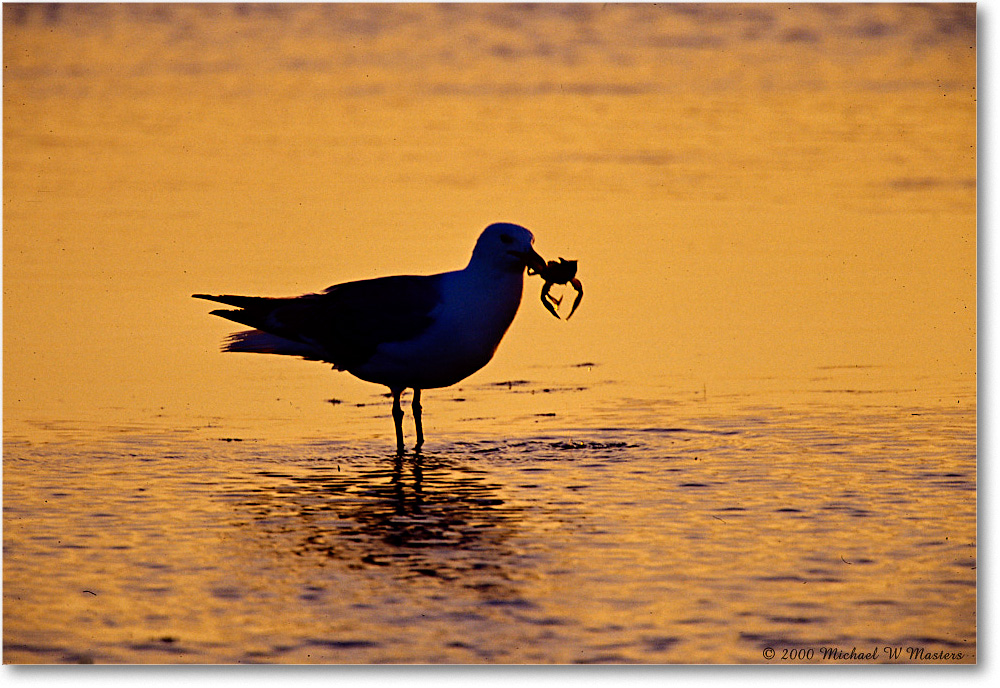 HerringGull&CrabPreDawn_ChincoNWR-SC_2000Jun_K21 copy