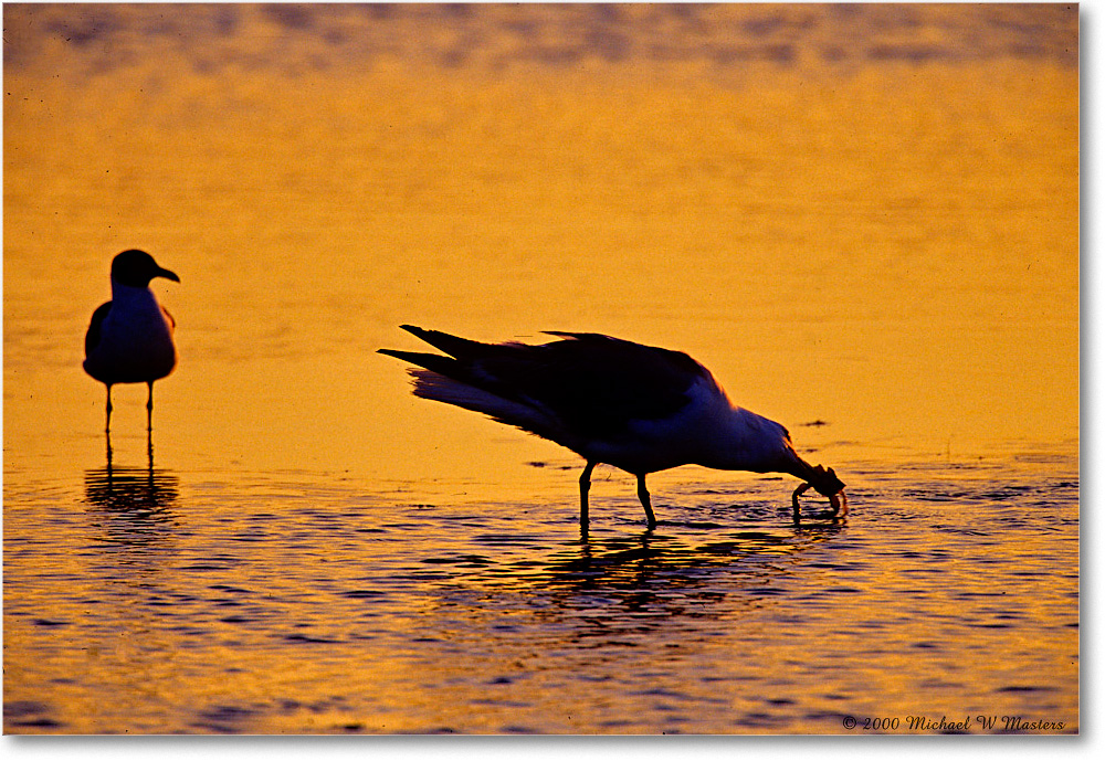 HerringGull&CrabPreDawn_ChincoNWR-SC_2000Jun_K22 copy