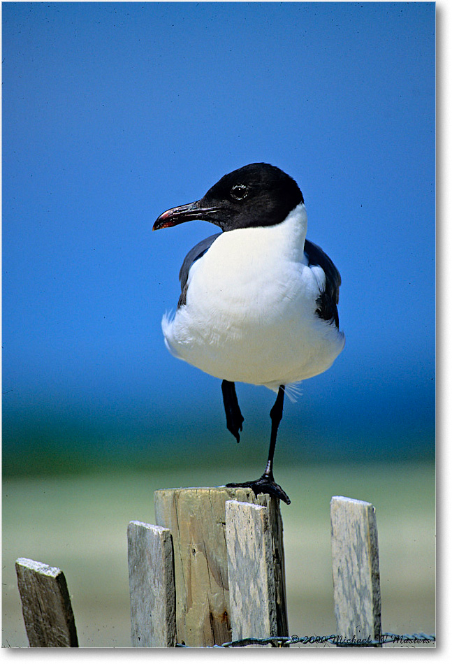 LaughingGull_Assateague_2000Jun_K05 copy