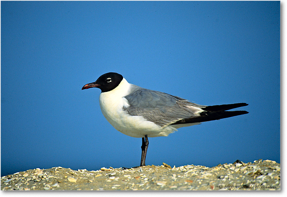 LaughingGull_Assateague_2000Jun_K16 copy