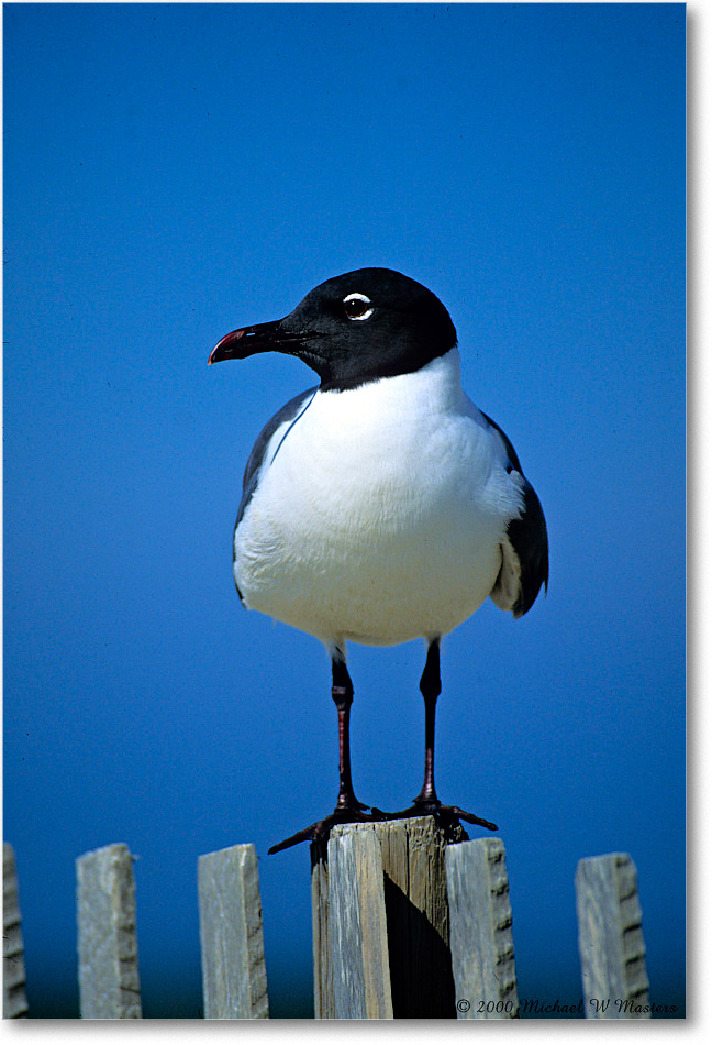LaughingGull_Assateague_2000Jun_K25 copy