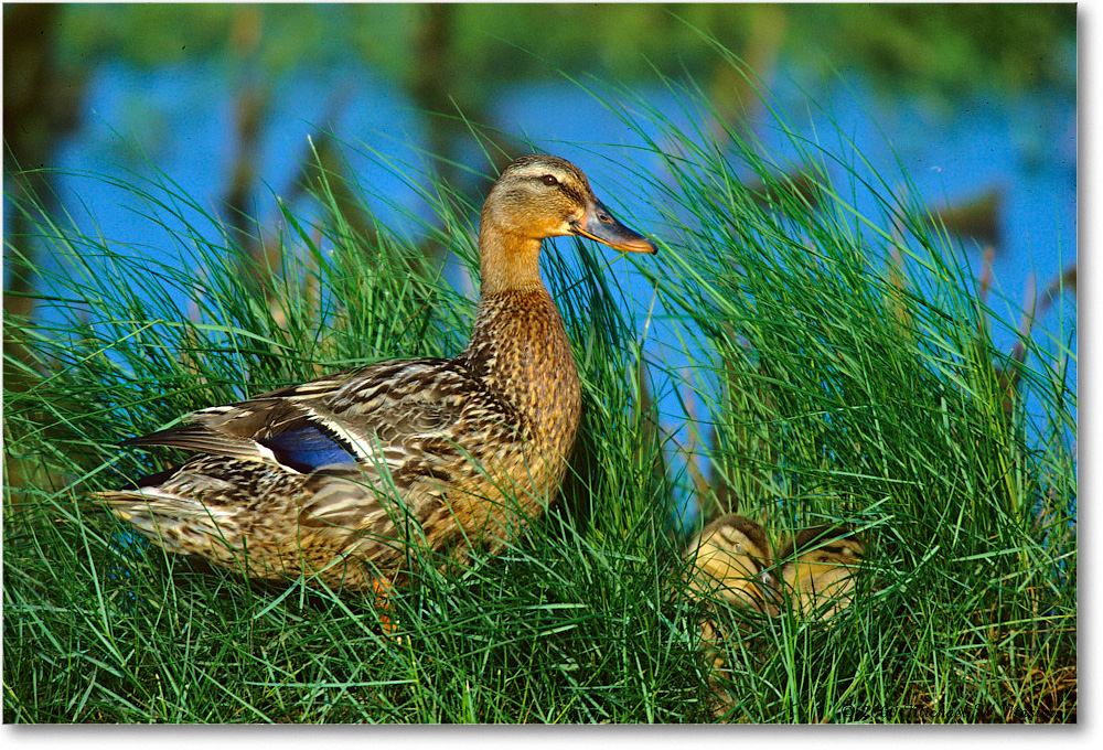 Mallard&Ducklings_ChincoNWR-WLL_2000Jun_K10 copy