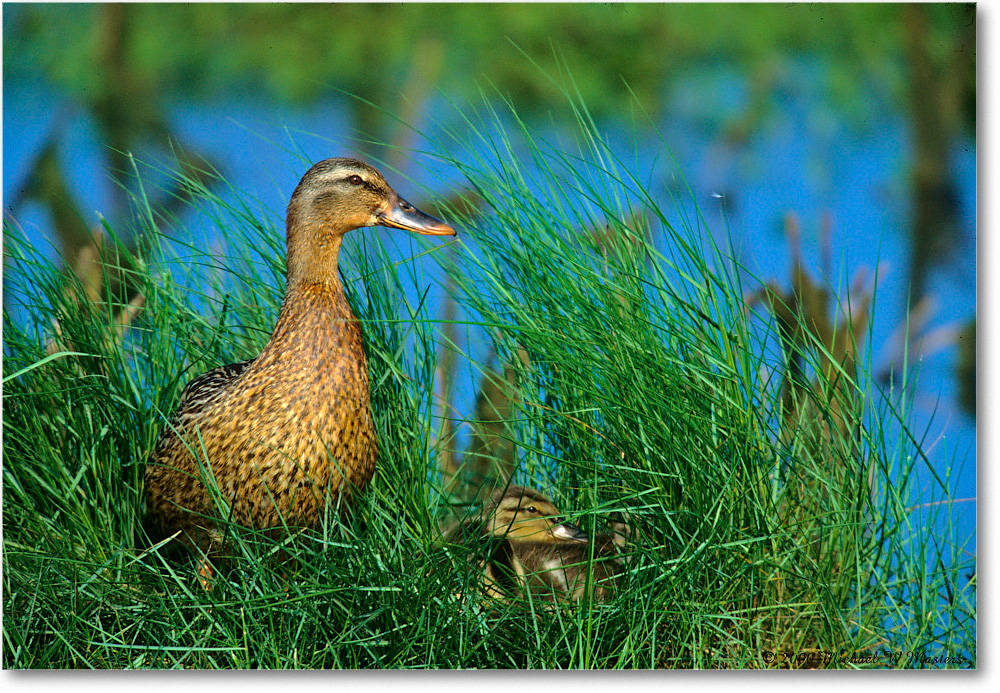 Mallard&Ducklings_ChincoNWR-WLL_2000Jun_K28 copy