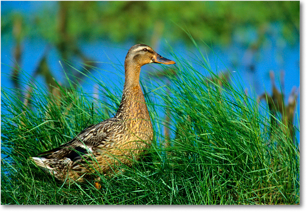 Mallard&Ducklings_ChincoNWR-WLL_2000Jun_K33b copy