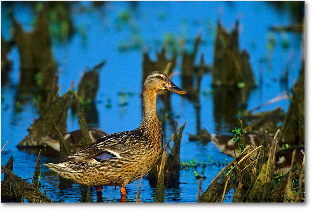 MallardMom_ChincoNWR-WLL_2000Jun_K28b copy