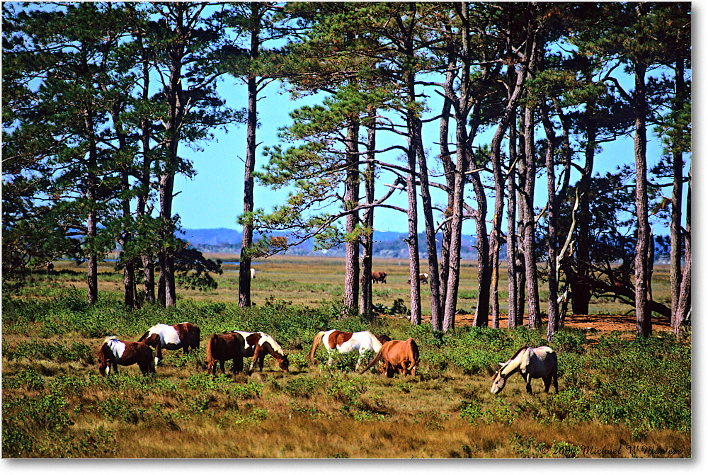 Ponies_ChincoNWR_2000Jun_x01 copy