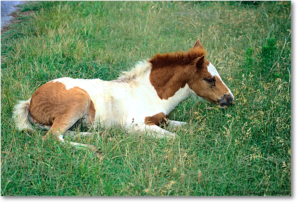 Pony_ChincoNWR_2000Jun_K06 copy