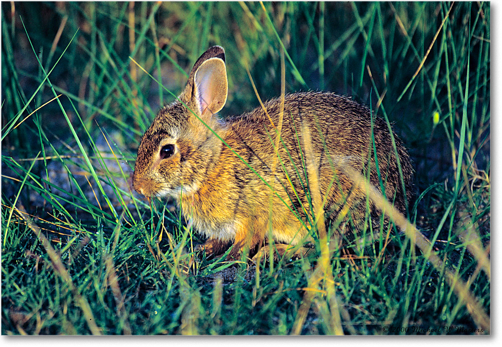 Rabbit_ChincoNWR_2000Jun_x04 copy
