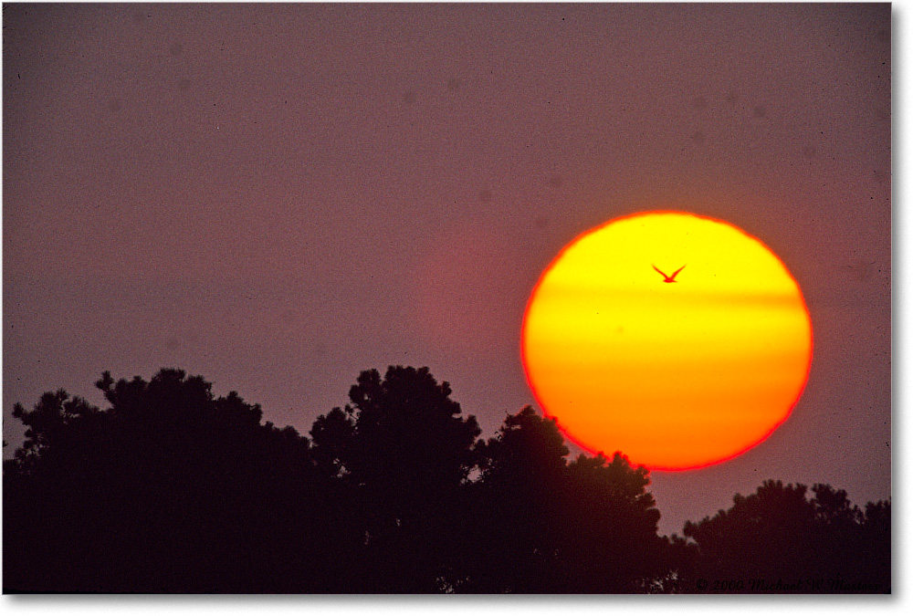 SunriseSwanCove_ChincoNWR_2000Jun_K14 copy