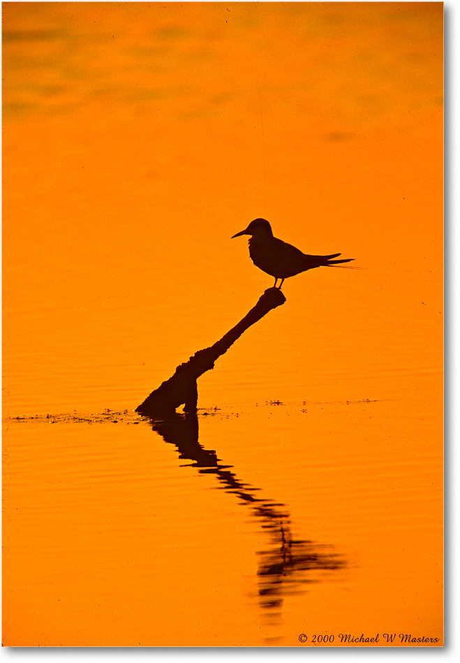 TernSilhouette_ChincoNWR-SwanCove_2000Jun_K03 copy
