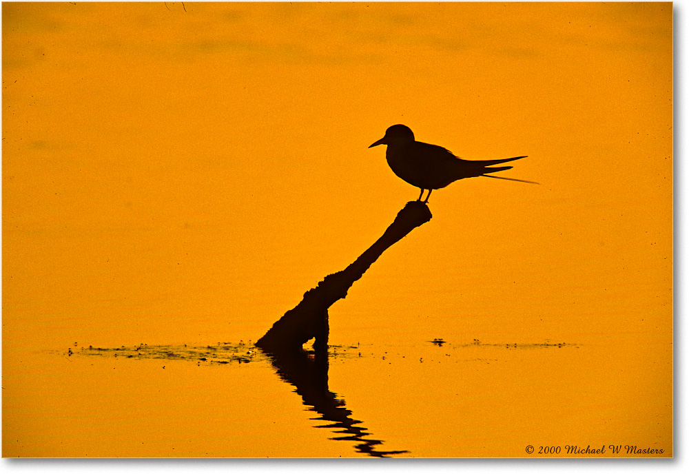 TernSilhouette_ChincoNWR-SwanCove_2000Jun_K30 copy