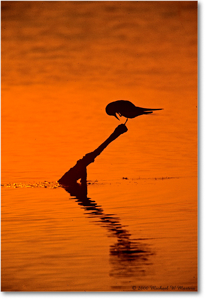 TernSilhouette_ChincoNWR-SwanCove_2000Jun_K36 copy
