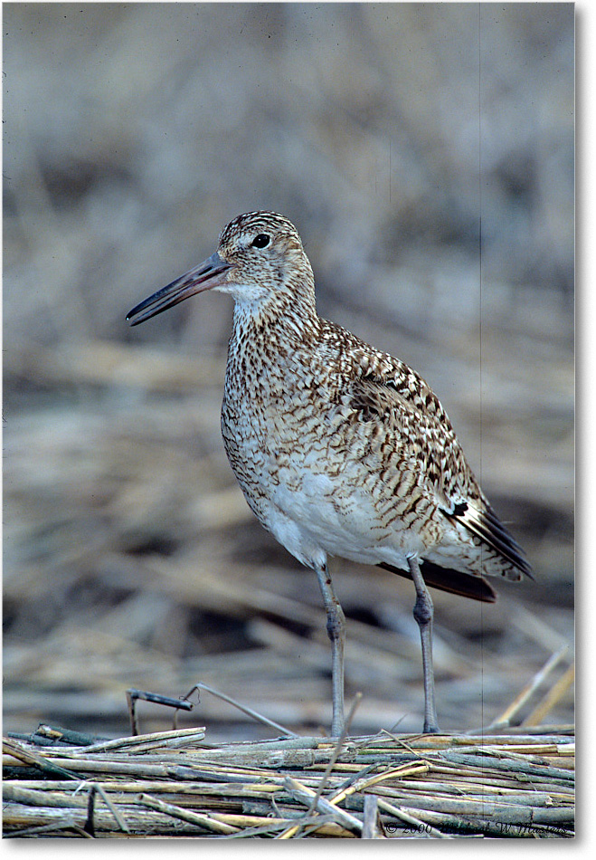 Willet_ChincoNWR_2000Jun_K02b copy