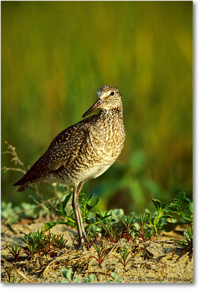 Willet_ChincoNWR_2000Jun_K14 copy