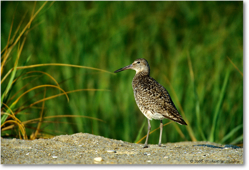 Willet_ChincoNWR_2000Jun_K28 copy