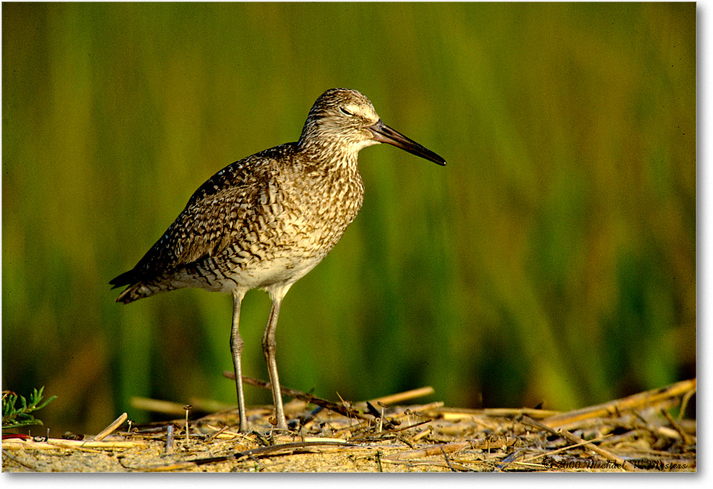 Willet_ChincoNWR_2000Jun_K35 copy