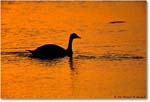 CanadaGooseSilhouetteSwanCove_ChincoNWR_2000Jun_E27 copy