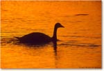 CanadaGooseSilhouette_ChincoNWR-SC_2000Jun_E13 copy