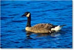 CanadaGoose_ChincoNWR_2000Jun_K04 copy