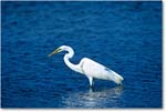 GreatEgret&Fish_ChincoNWR_2000Jun_K20 copy