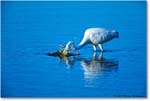 GreatEgretFishing_ChincoNWR_2000Jun_E10 copy