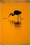 GreatEgretSilhouetteSwanCove_ChincoNWR_2000Jun_E03 copy