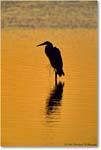 GreatEgretSilhouetteSwanCove_ChincoNWR_2000Jun_E10 copy