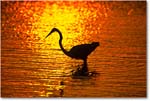 GreatEgretSilhouetteSwanCove_ChincoNWR_2000Jun_K20 copy