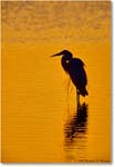 GreatEgretSilhouette_ChincoNWR-SC_2000Jun_E33 copy
