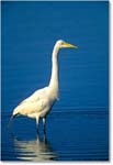 GreatEgret_ChincoNWR_2000Jun_E06 copy
