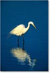 GreatEgret_ChincoNWR_2000Jun_E22 copy