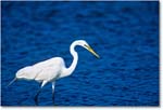 GreatEgret_ChincoNWR_2000Jun_K32 copy