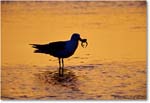 HerringGull&CrabPreDawn_ChincoNWR-SC_2000Jun_K21 copy